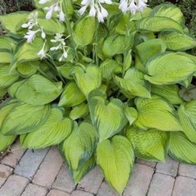 Hosta 'Paradigm'